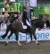 German Masters Rollkur